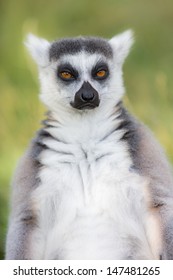 Ring-tailed Lemurs (Lemur Catta) 