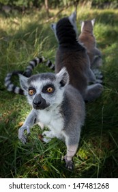 Ring-tailed Lemurs (Lemur Catta) 