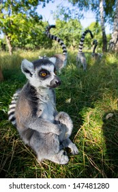 Ring-tailed Lemurs (Lemur Catta) 