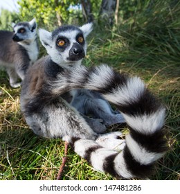 Ring-tailed Lemurs (Lemur Catta) 