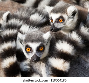 Ring-tailed lemurs (Lemur catta) huddle together on a cold autumn morning to stay warm - Powered by Shutterstock