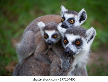 Ring-tailed lemurs (Lemur catta) huddle together on a cold autumn morning to stay warm - Powered by Shutterstock