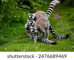 Ring-Tailed Lemurs (Lemur catta) playing on a lawn