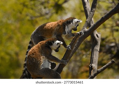 Ring-tailed lemurs looking down from a dead tree. Detail of their hands clinging to the trunk