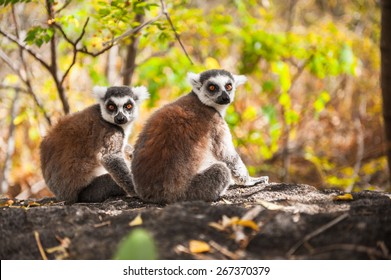 Ring-tailed Lemurs In Madagascar