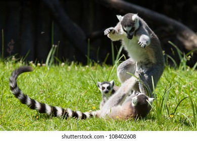 Ring-tailed Lemurs Playing In A Dutch Zoo