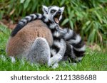 Ring-tailed monkey, lemur catta with opened mouth