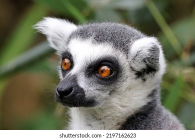 Ring-tailed Monkey, Lemur Catta, Portrait