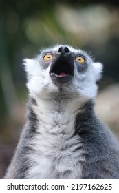 Ring-tailed Monkey, Lemur Catta, Portrait