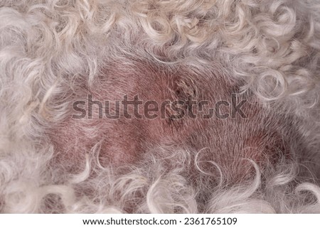 Ringworm lesion in dog. Dermatitis is a rash of fungal pain, rod and redness. Pet care.