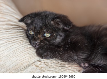 Ringworm (Microsporum) In A Kitten. Fungal Infection Of The Skin Of A Pet.
