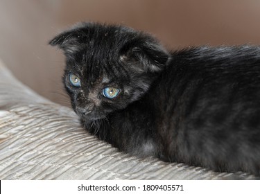 Ringworm (Microsporum) In A Kitten. Fungal Infection Of The Skin Of A Cat.