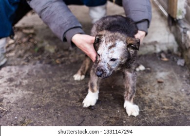 Ringworm A Puppy Dog. Avitaminosis In A Puppy Dog.