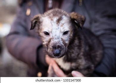 Ringworm A Puppy Dog. Avitaminosis In A Puppy Dog.