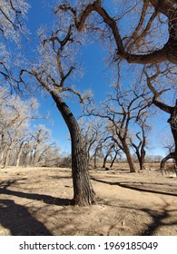 Rio Bravo Picnic Area In Albuquerque