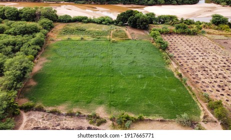 Rio De Contas - Bahia, Grass Plantation