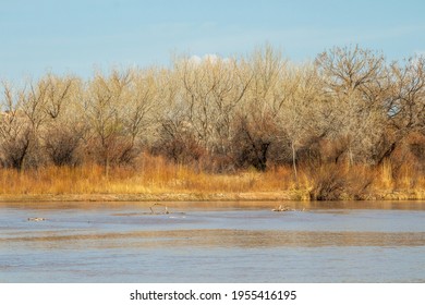 The Rio Grande River In Rio Grande Nature Center State Park, Albuquerque, New Mexico