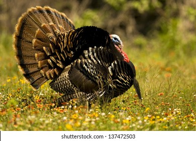 Rio Grande Turkey Images Stock Photos Vectors Shutterstock