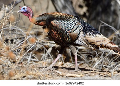 Rio Grande Turkey Foraging For Grashoppers