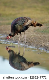 Rio Grande Wild Turkey (Meleagris Gallapavo) Gobbler Drinking Water, Starr County, Texas