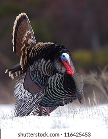 Rio Grande Wild Turkey, Strutting In Snow With Tail Fanned Out, Against A Natural Background, Cascade Mountains, Washington; Spring Turkey Hunting Season