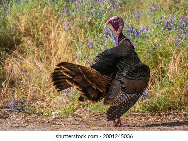 Rio Grande Wild Turkey That Looks Upset In Spring Surrounded By Purple Wildflowers