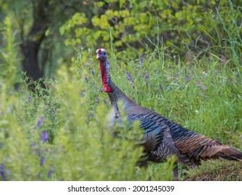 Rio Grande Wild Turkey That Looks Upset In Spring Surrounded By Purple Wildflowers