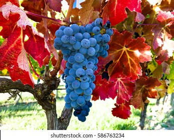 Rioja Wine Grapes Ready For Harvest In Rioja Spain