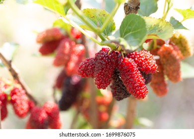 Rip Mulberry fruits hanging on plant.
