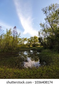 Riparian Forest By The Uruguay River, Natural Border Between Brazil And Argentina