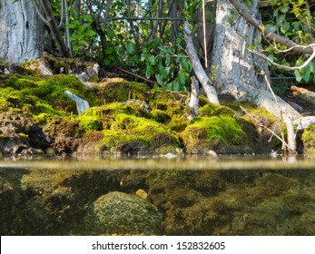 Riparian Habitat Ecosystem Of Forest Lake Shore With Tree Roots Moss And Aquatic Plants In A Over Under Split Underwater View