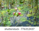 riparian pond scenery including some pink colored water lilies