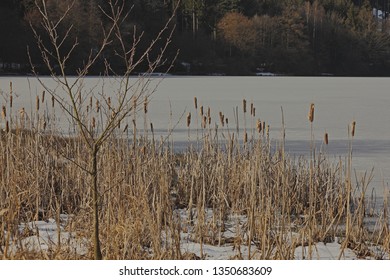 Riparian Zone At The Lake