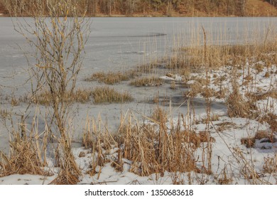 Riparian Zone At The Lake