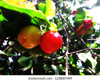 33 Acerola foot Images, Stock Photos & Vectors | Shutterstock