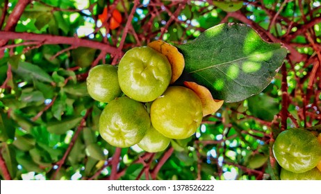 33 Acerola foot Images, Stock Photos & Vectors | Shutterstock