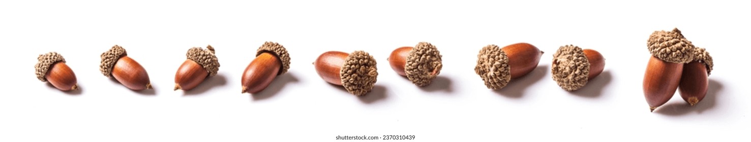 ripe acorns  isolated on white background