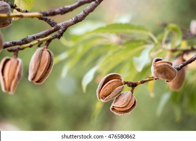 Ripe almond nuts on the branches of almond tree in early autumn. Ripe almonds on the tree branches. Horizontal. Daylight.