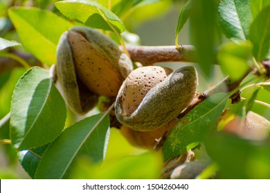 Ripe almonds nuts on almond tree ready to harvest close up