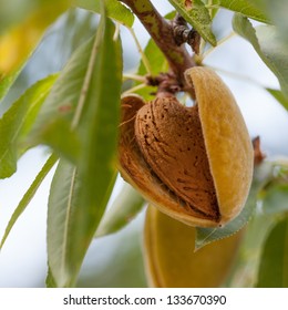 Ripe almonds on the tree branch