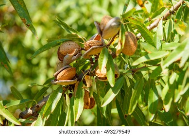 Ripe almonds on the tree branch with green leaves , harvest