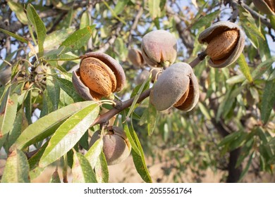Ripe almonds on the tree ready to harvest. Fruit of the Mediterranean.