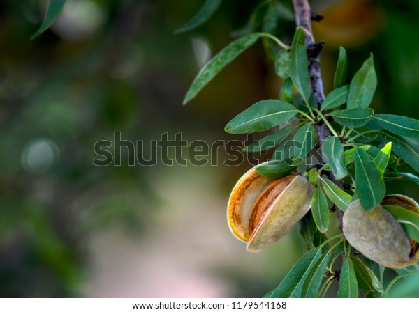 ripe almonds ready for harvest, in the late\
evening sun, blurred background to ad text overlay, focus on\
subject, shot for copy space\
