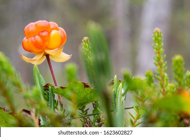 Ripe, appetizing northern berry cloudberry Rubus chamaemorus, in a forest swamp. Macro. - Shutterstock ID 1623602827