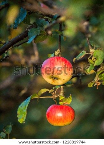 Similar – Äpfel grün rot Apfel 2