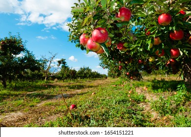 ripe apple fruits in orchard - Shutterstock ID 1654151221