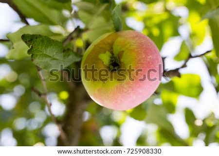 Apple, ripe on the tree