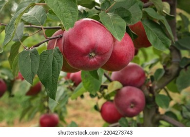 Ripe Apples in the Apple Orchard before Harvesting. Big Red delicious Apples Hanging from a Tree Branch in the Fruit Garden at Fall Harvest. Basket of Apples. Autumn Cloudy Day, Soft Shadow. - Shutterstock ID 2204273743
