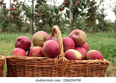 Ripe Apples in the Apple Orchard before Harvesting. Big Red delicious Apples Hanging from a Tree Branch in the Fruit Garden at Fall Harvest. Basket of Apples. Autumn Cloudy Day, Soft Shadow.  - Shutterstock ID 2204294709