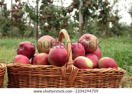 Ripe Apples in the Apple Orchard before Harvesting. Big Red delicious Apples Hanging from a Tree Branch in the Fruit Garden at Fall Harvest. Basket of Apples. Autumn Cloudy Day, Soft Shadow. 